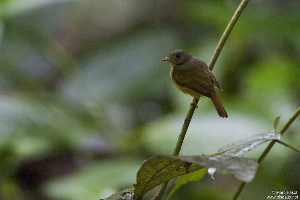 Moucherolle rougequeueadulte, identification