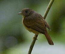 Ruddy-tailed Flycatcher