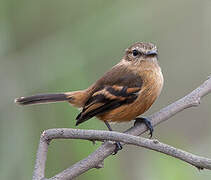 Rufescent Flycatcher