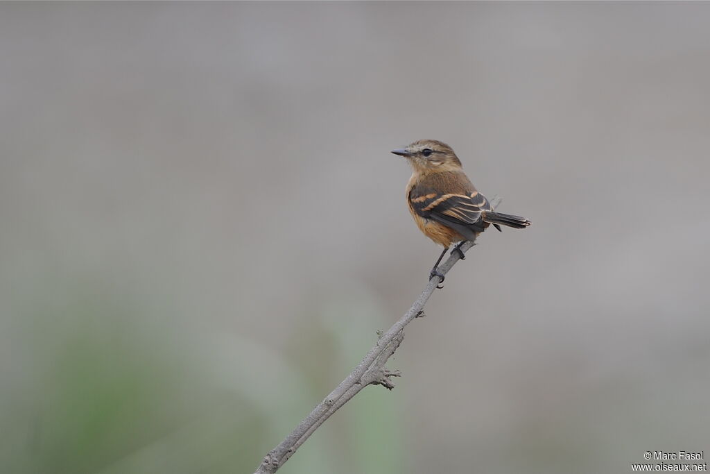 Rufescent Flycatcheradult, identification