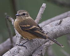 Rufescent Flycatcher