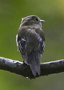 Least Flycatcher