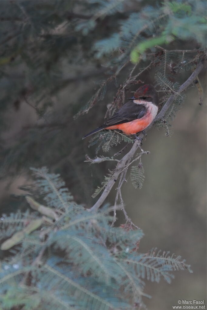 Vermilion Flycatcher female adult, identification