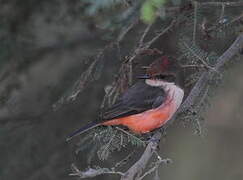 Vermilion Flycatcher