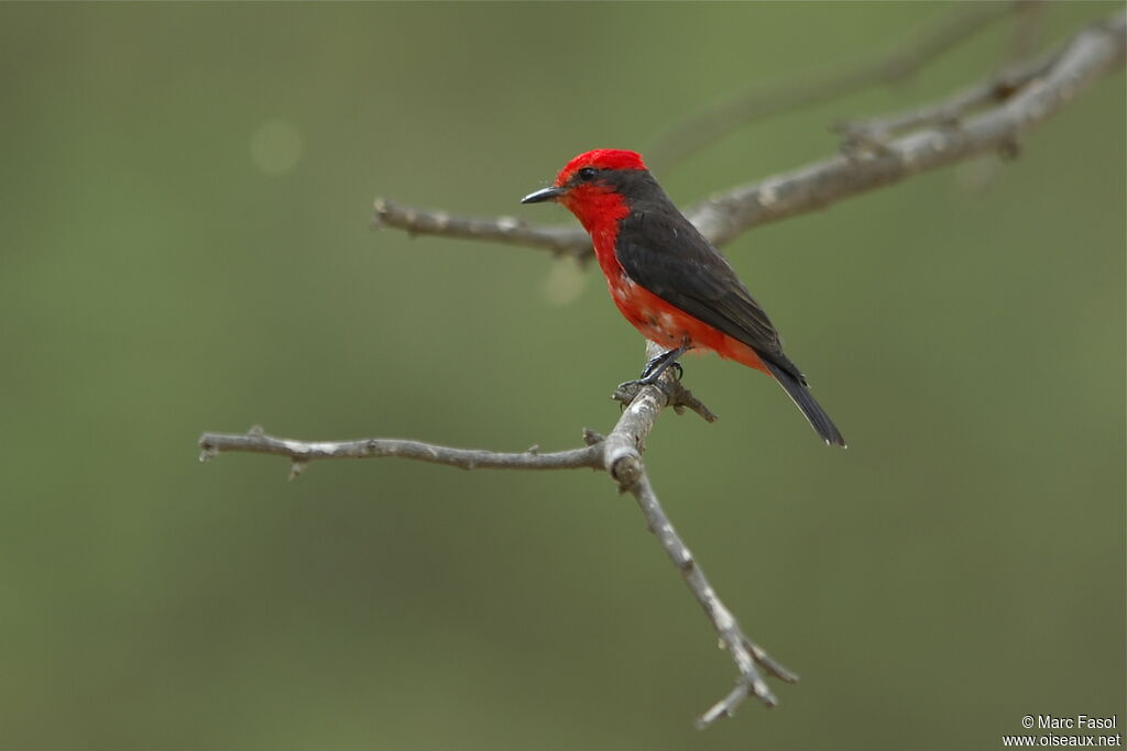 Vermilion Flycatcher, identification