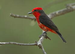 Vermilion Flycatcher