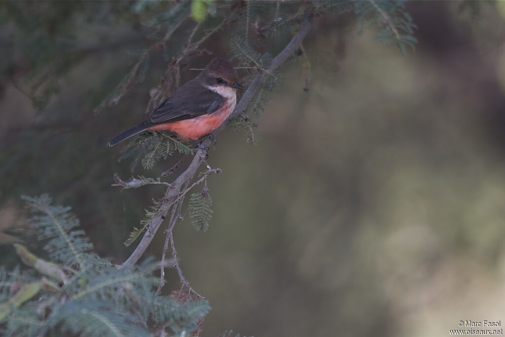 Vermilion Flycatcher female, identification