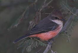 Vermilion Flycatcher