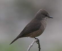 Vermilion Flycatcher