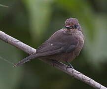 Vermilion Flycatcher