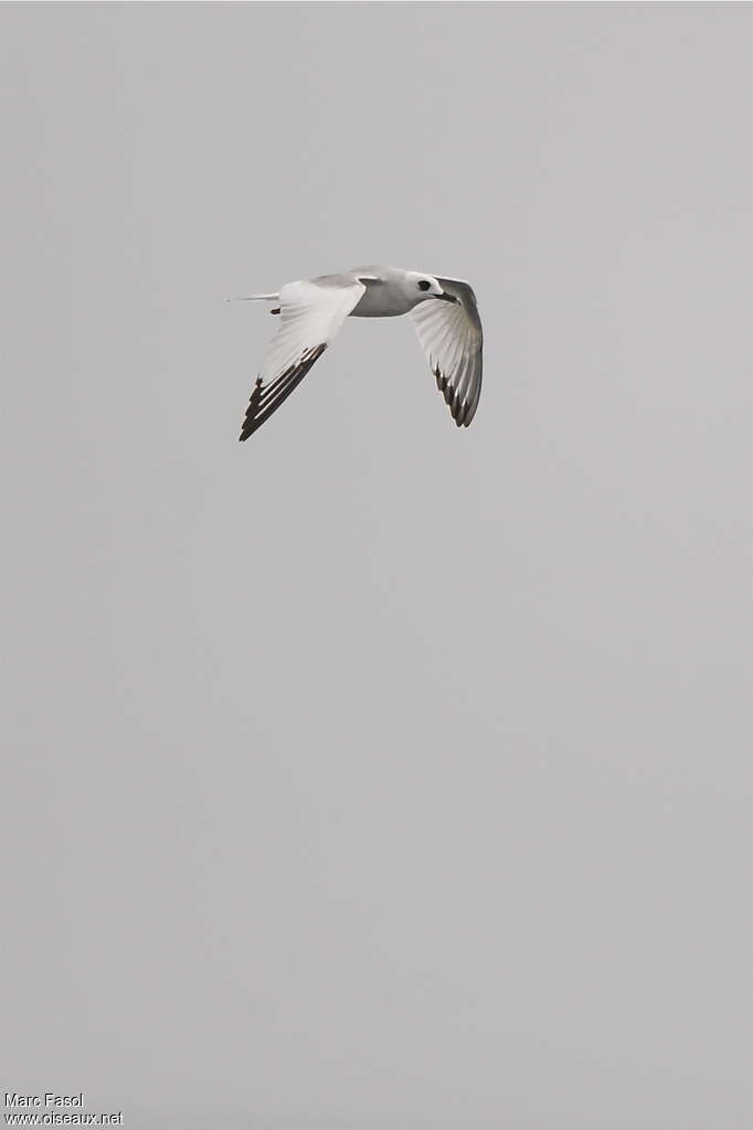 Mouette à queue fourchueadulte internuptial, identification