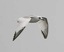 Mouette à queue fourchue