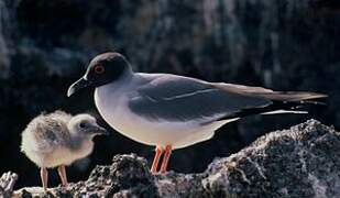 Swallow-tailed Gull