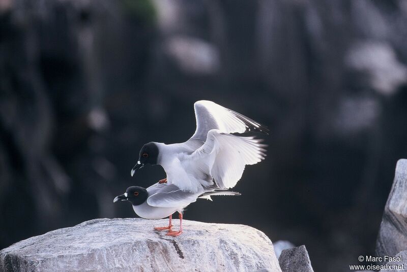 Swallow-tailed Gull adult breeding, identification, Reproduction-nesting, Behaviour