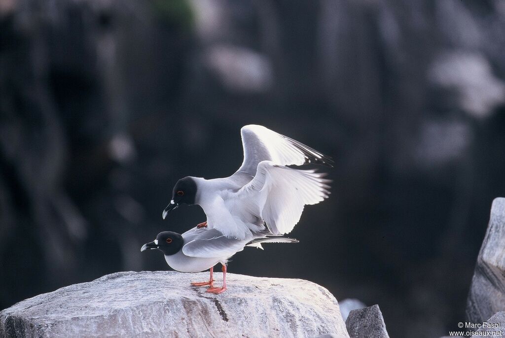 Swallow-tailed Gull adult breeding, identification, Reproduction-nesting, Behaviour