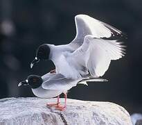 Swallow-tailed Gull