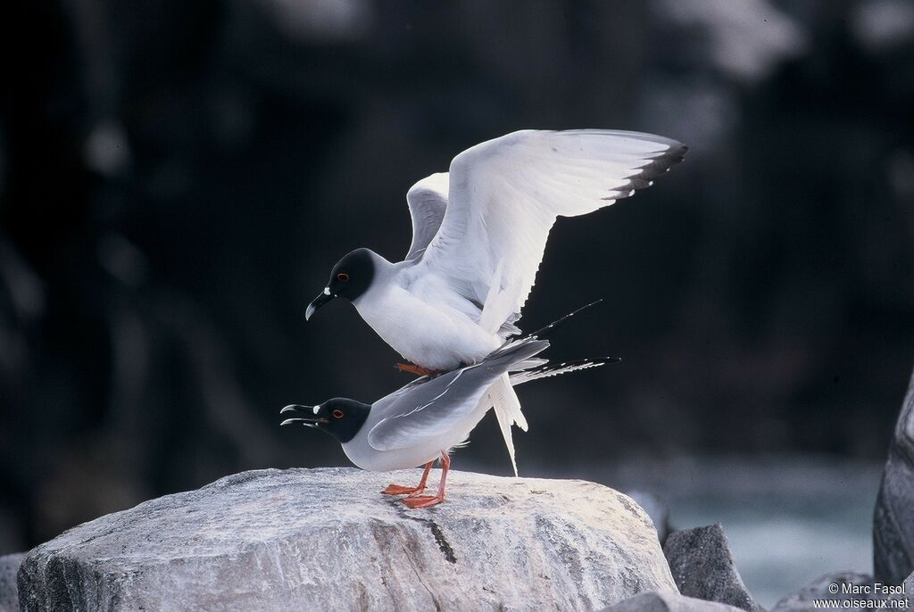 Mouette à queue fourchue adulte nuptial, identification, Nidification