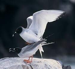 Mouette à queue fourchue