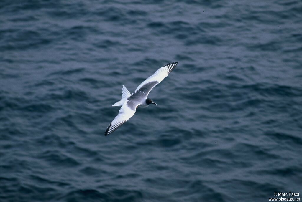 Mouette à queue fourchueadulte nuptial, Vol