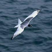 Swallow-tailed Gull