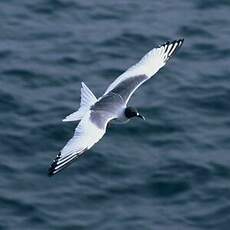 Mouette à queue fourchue