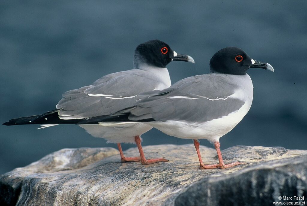 Mouette à queue fourchue adulte nuptial