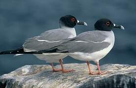 Swallow-tailed Gull