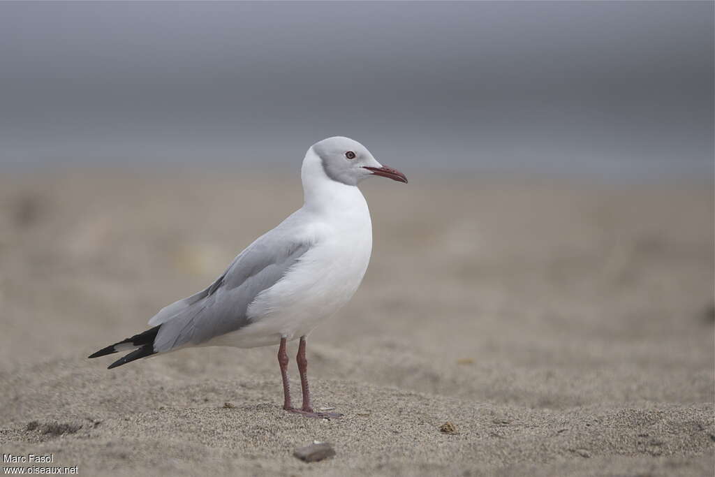 Grey-headed Gulladult breeding, identification