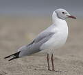 Mouette à tête grise