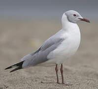 Grey-headed Gull