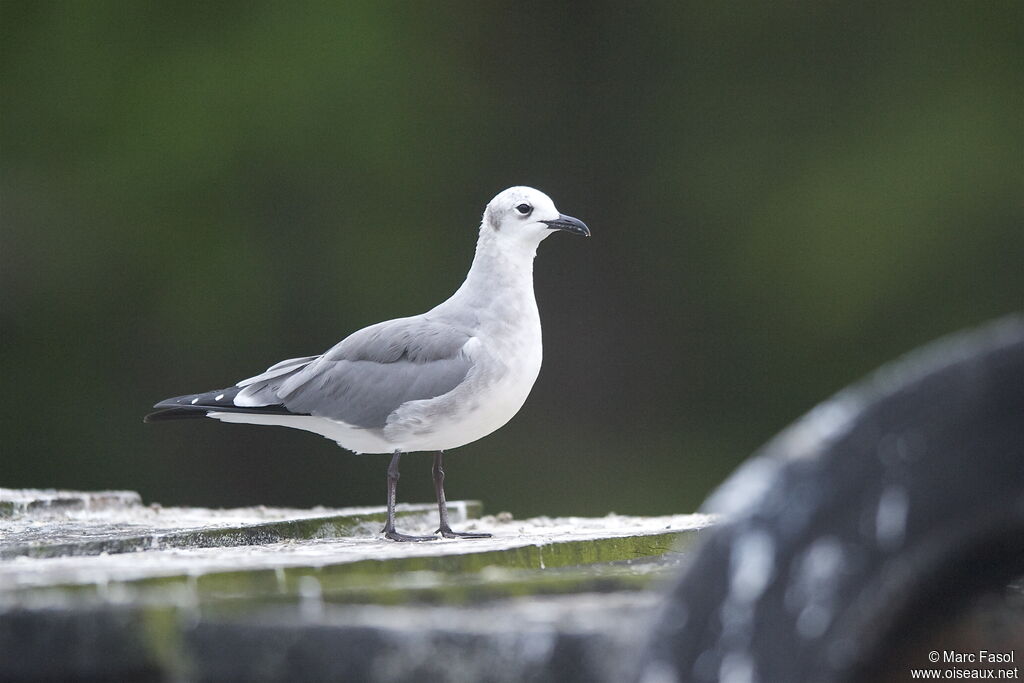 Mouette atricilleadulte internuptial, identification