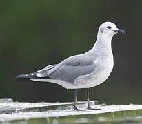 Laughing Gull