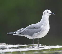 Mouette atricille