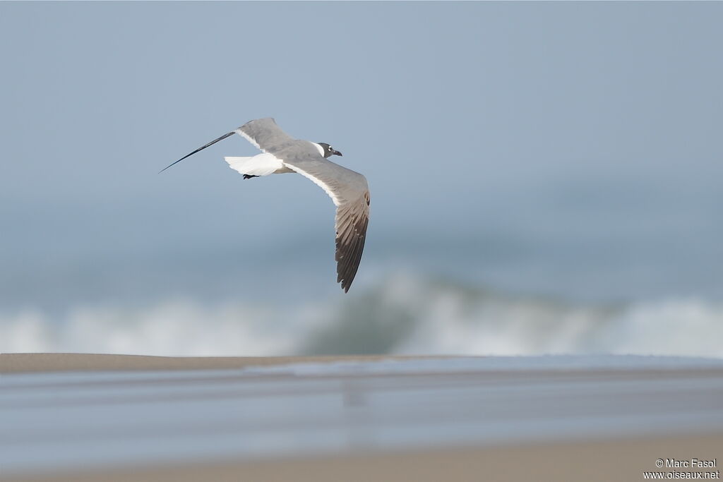 Mouette atricilleadulte nuptial, Vol