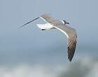 Mouette atricille