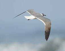 Laughing Gull