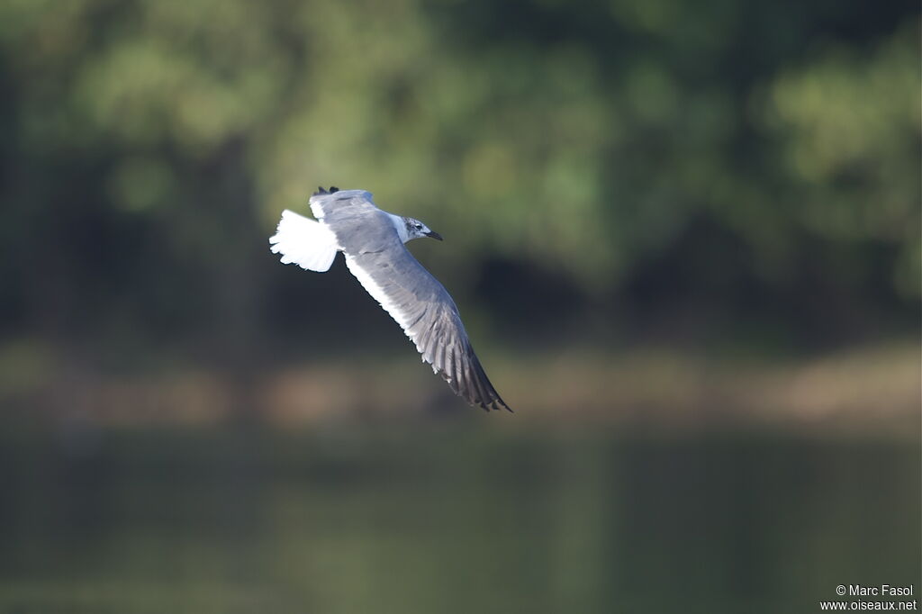 Laughing Gulladult, Flight