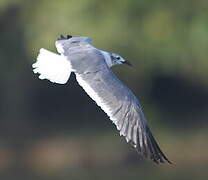 Laughing Gull