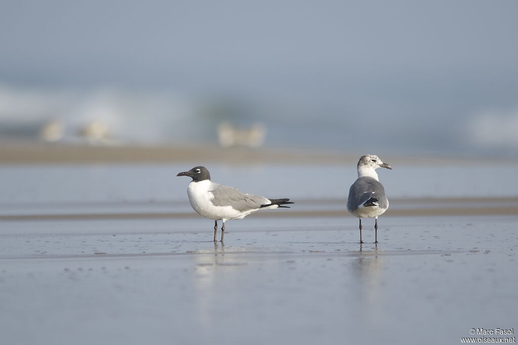 Mouette atricilleadulte, identification