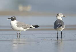 Mouette atricille