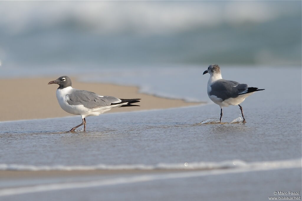 Mouette atricilleadulte, identification