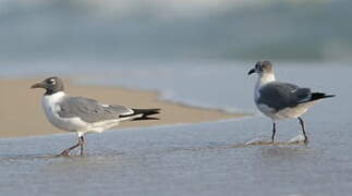 Laughing Gull