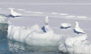 Ivory Gull