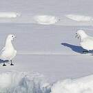 Mouette blanche