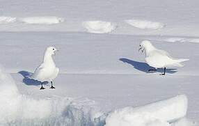 Mouette blanche
