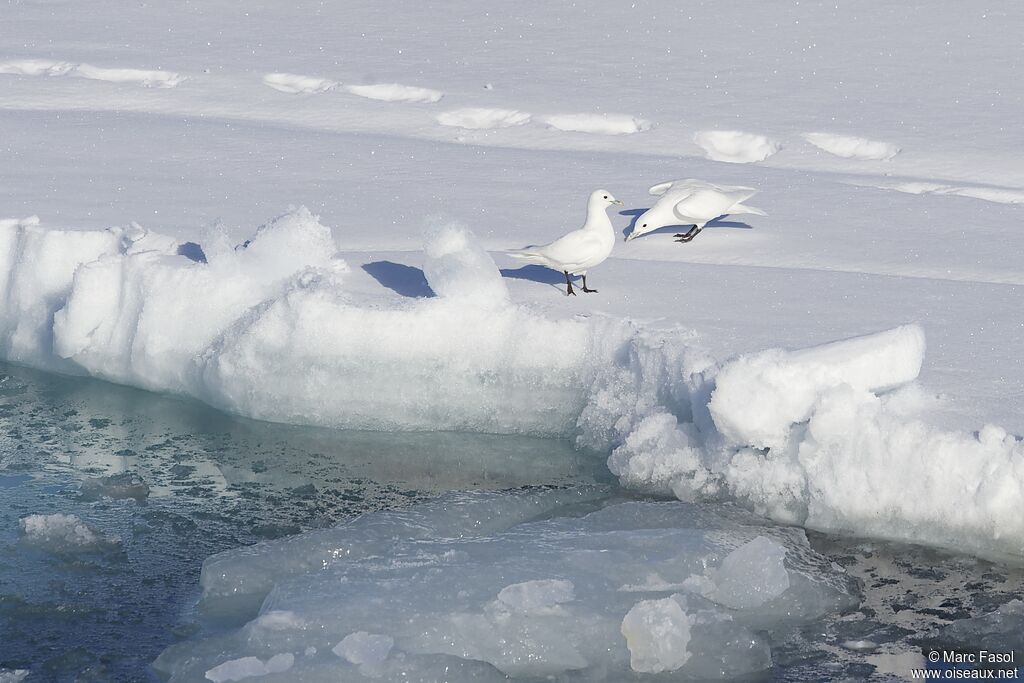 Ivory Gull adult breeding, identification, Behaviour