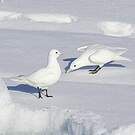 Mouette blanche