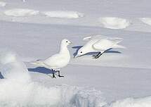 Mouette blanche