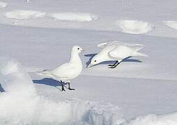 Ivory Gull