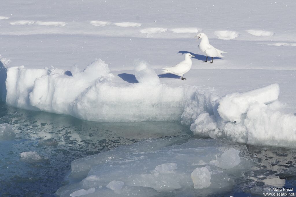 Ivory Gull adult breeding, identification, Behaviour